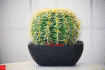 Cactus design